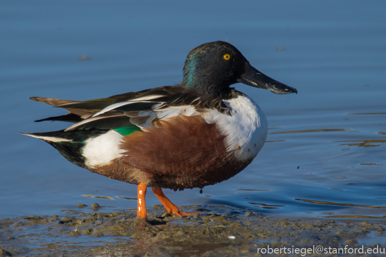 baylands